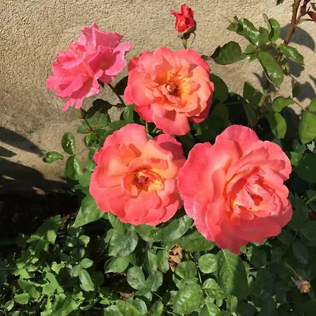 Villa Ryytli House Maidla Village County Estonia Märjamaa