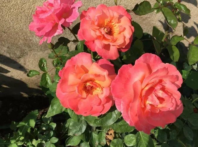 Villa Ryytli House Maidla Village County Estonia Märjamaa